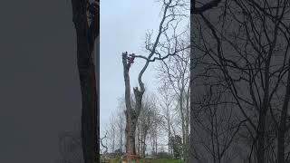 Trädfällning av Arborist. En stor alm tas ner bit för bit. Göteborg