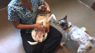 Trixi and Hedi are Rat Terrier Mixes available for adoption at the Wisconsin Humane Society