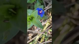 Lysimachia foemina।Blue pimpernel Herbal flower