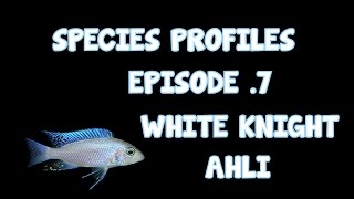 AFRICAN CICHLID │SPECIES PROFILE│ WHITE KNIGHT AHLI │ EP.7