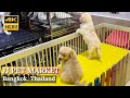 [BANGKOK] Chatuchak Pet Market 