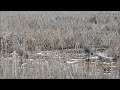 sandhill cranes at sweet marsh near tripoli iowa © kip ladage