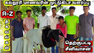 #சண்டைகிடா மாமதுரையின் அடையாளம் முட்டுகிடா வளர்ப்பு முறை | Madurai Ancient Sheep Fight | முட்டு கிடா