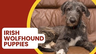 Where to Find Irish Wolfhound Puppies for Sale