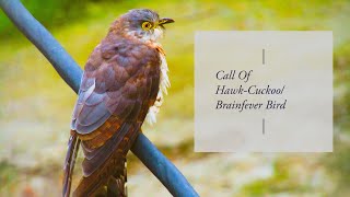 Call Of Common Hawk-Cuckoo ||Brainfever Bird || पपीहा