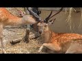 【旭川市旭山動物園】かわいい💕仲良く角を舐めるエゾシカ🐐