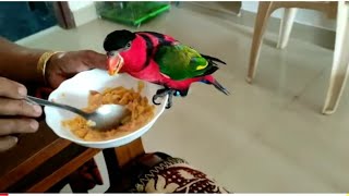 parrot talking റെഡ്മി \u0026റോക്കി മിന്നുപ്ലേയിങ് ടൈം ഫ്രൂട്സ്മാത്രം കഴിക്കുന്ന റെഡ്മി ഇപ്പൊ എന്താനോക്കു