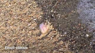 கடல் நத்தை | Sea Snail | Faazil Class