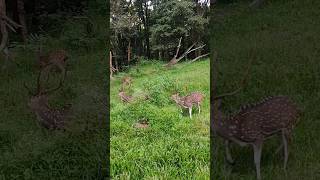 😳😳😳😳பெண் மான் NO கொம்பு #shorts #deer#short