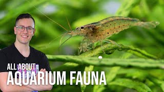 All About Freshwater Aquarium Fish, Shrimp, \u0026 Snails | EP5 Planted Tank Overview