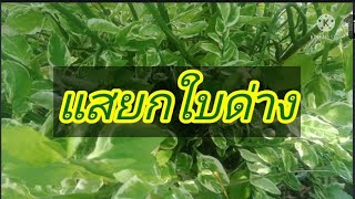 #แสยกใบด่าง#นกน้อยนำโชคใบด่าง#หนุ่มเสกคนใต้นิ