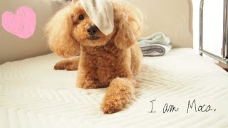 My Dog Loves Socks and Dog Food./ Toy Poodle | 靴下とドッグフードが好きな犬 / トイプードル