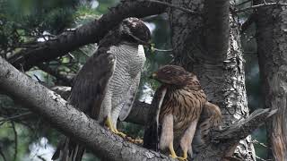 2020/07/12  オオタカ 母と子　孵化49日 NorthernGoshawk