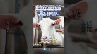 賣羊肉掙180元罰10萬到底冤不冤？ #羊肉 #豬肉 #生活