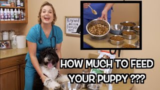 How much food to feed your puppy? | Veterinary Approved