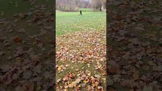 별 만큼 많은 낙엽들.. sentimental golfing #golfcourse #fall #leaves