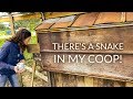 THERE'S A SNAKE IN MY COOP | Two of them actually! | Chickens and Snakes