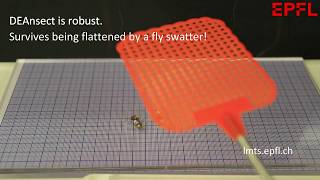 DEAnsect flattened by a fly swatter --- keeps on walking!