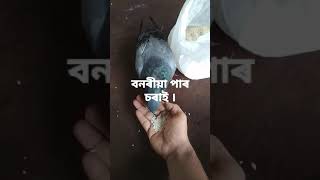 বনৰীয়া পাৰ চৰাই ।।