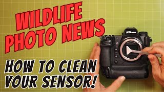 Wildlife Photo News - Lightroom Update, Nikon lenses & Firmware Update | How to Clean Your Sensor !