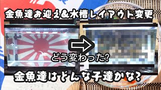 金魚お迎え\u0026水槽レイアウト変更?!　エソラちゃんねる