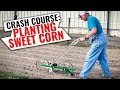 The ONLY Way You Should Plant Sweet Corn