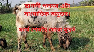 ধূমুহাই ঘৰ উৰাই দিলে কিন্তু আমাৰ মনোবল উৰাব নোৱাৰিলে। @Das Agro Farm