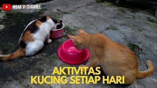 Aktivitas Kucing Setiap Hari