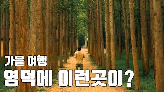 영덕 벌영리 메타세콰이어 길, 그리고 사람들이 모르는 가을 여행지 / 감성 여행 브이로그