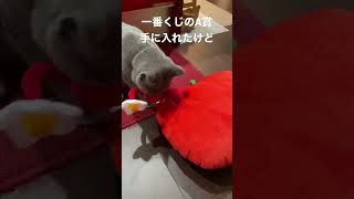 ピクミンの一番くじでA賞持って帰ったら猫の反応が原生生物級で笑っちゃいました #shorts #chartreux #シャルトリュー #ねこのいる生活 #猫