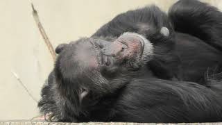 チンパンジー　(浜松市動物園/静岡県)