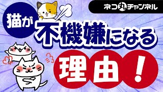 猫が知らぬ間に不機嫌になる5つ理由と機嫌を直すための5つのコツ！