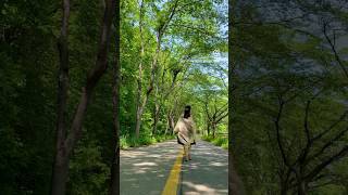 🍃5.5km 벚나무길 🍃