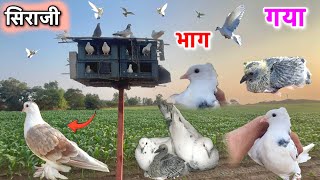 आज हमारा सिराजी कबूतर कहीं गायब हो गया￼😯 || chatin कबूतर का बच्चा