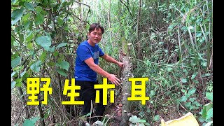 深山上找好货，扒开杂草一看全是野生木耳，这下摘过瘾了【农人阿蓝】