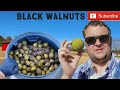 Complete Black Walnut Processing: From Harvest to Finish (55 gallon drum full of them)