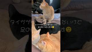 【猫】今日もたくさんの猫ちゃんに囲まれて嬉しい🤗茶トラのココちゃん＆もるきー＆タイガ＆黒猫のクロちゃん＆クリーム猫のみるきーwith麦わら猫のルック【癒し】#shorts