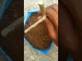 propagating jasmine plant from cutting 💯 shorts jasmine