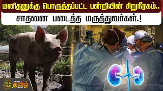 மனிதனுக்கு பொருத்தப்பட்ட பன்றியின் சிறுநீரகம்.. சாதனை படைத்த மருத்துவர்கள்.! | Pig Kidney | Human