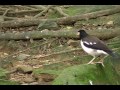 臺北市立動物園_鳥園區_白頰椋鳥pied myna_01