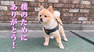 【サプライズ】愛犬に嬉しいプレゼントが届きました！