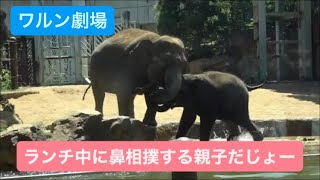 【ワルン劇場】ランチの最中に鼻相撲するアルンくんとウタイちゃん　2023.07.28 午後