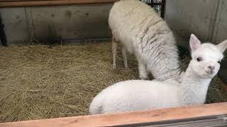 アルパカ　(茶臼山動物園/長野県)