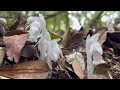 登山活動 溪頭（xitou）森林中小精靈 水晶蘭（monotropa uniflora）：天文台｜賞鳥步道｜鳳凰林道