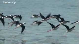 野鳥撮影・ セイタカシギの飛翔　Black-winged Stilt