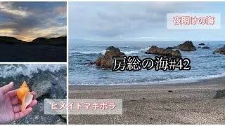 房総の海#42 夜明けの海で宝物を拾う/ぴかぴかヒメイトマキボラ/ホシキヌタ/カズラガイ/バイガイ/早起きして貝殻拾い