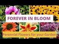 Forever in Bloom: Top 10 Perennial Flowers for your Garden