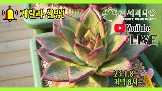 1월 8일 럭셔리다육 게릴라 실방에 초대합니다!