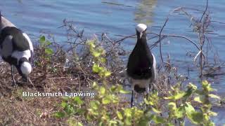 Blacksmith Lapwing