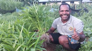 Mahasiswa Faperta Unipa. Kuliah, dapat nilai dan uang tambahan 👏👏 #universitaspapua